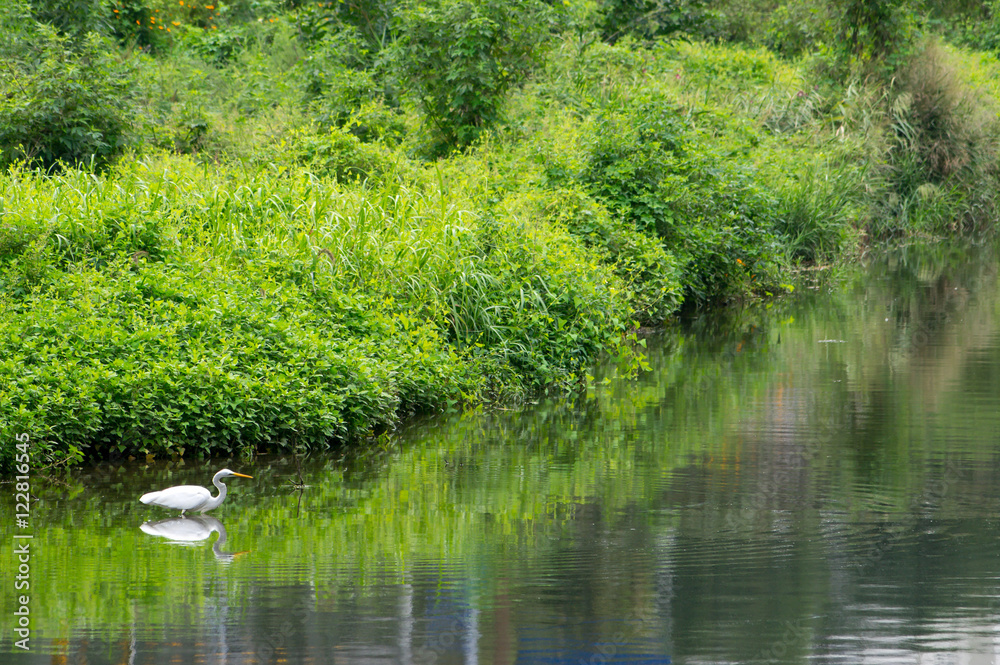 A great egret