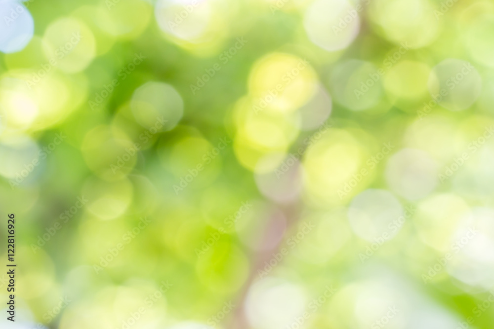 Abstract nature, green bokeh of the tree.