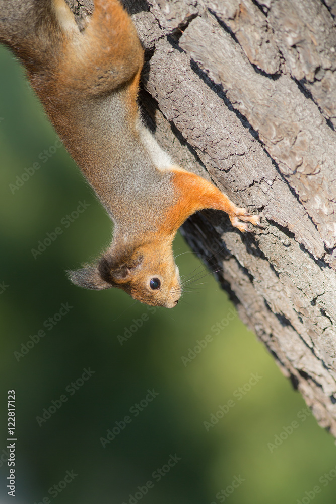 Fototapeta premium Portrait of a squirrel