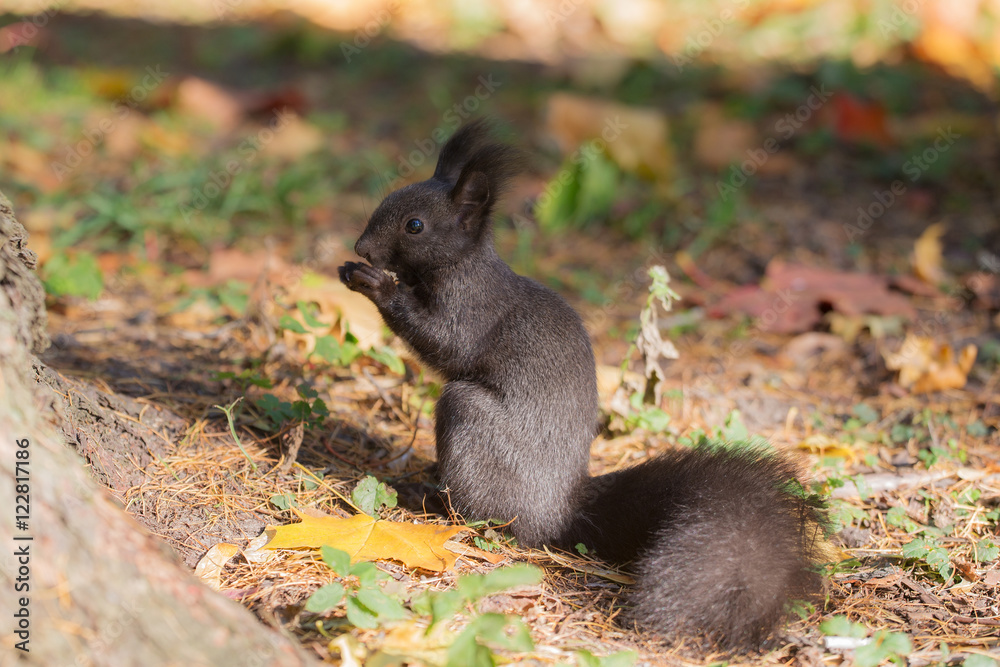 black squirrel in autumn black squirrel in autumn