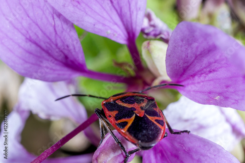 A red bug, Eurydema dominulus photo