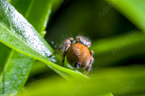 Fotografie A jumping spider, Carrhotus xanthogramma