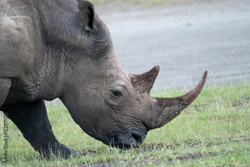 photo rhino head chewing grass in the African savanna