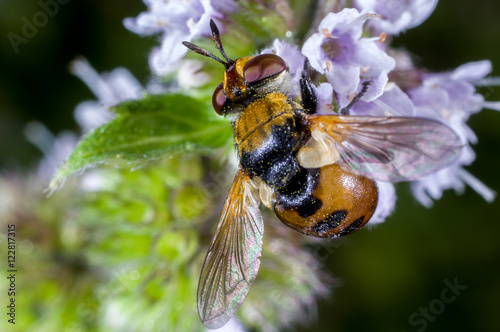 A parasitic fly, a tachinid fly, Gymnosoma rotundatum photo