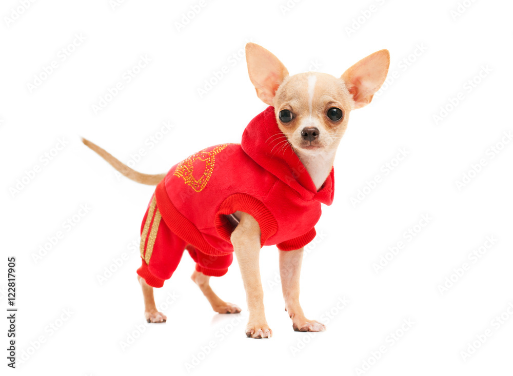Chihuahua in a red suit isolated on white background
