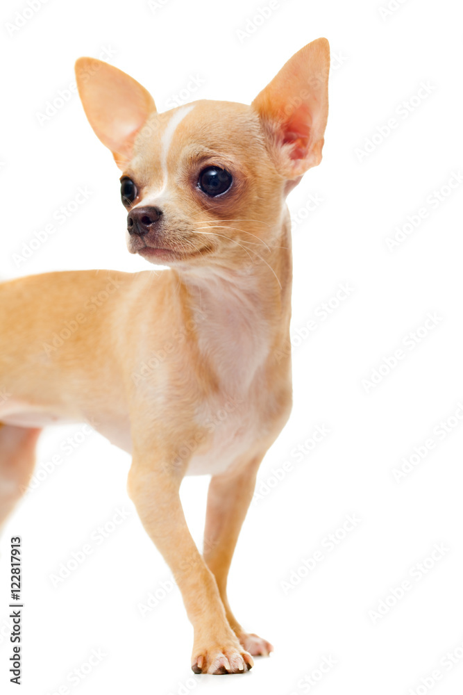 portrait of Chihuahua puppy, isolated on white background