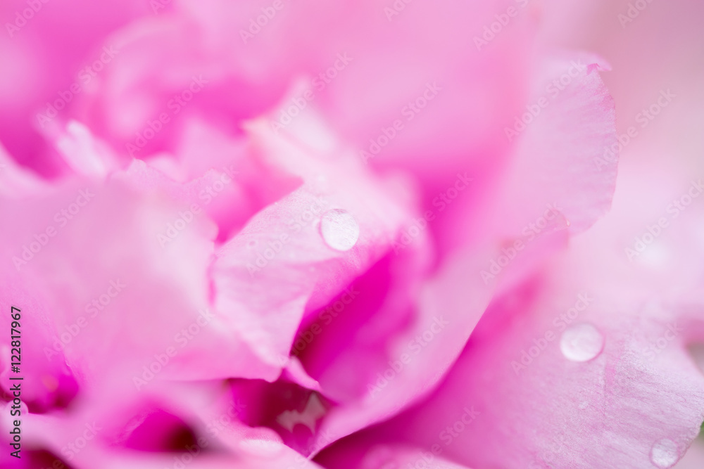 drop of water on petal rose