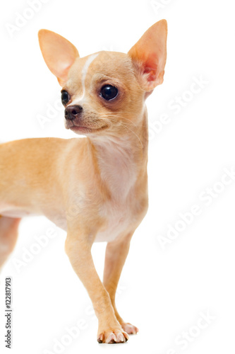 portrait of Chihuahua puppy  isolated on white background