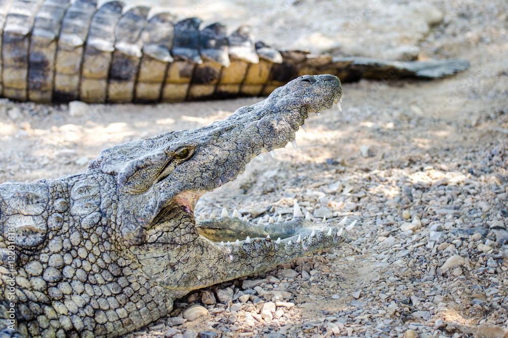 Fototapeta premium Nile Crocodile Farm