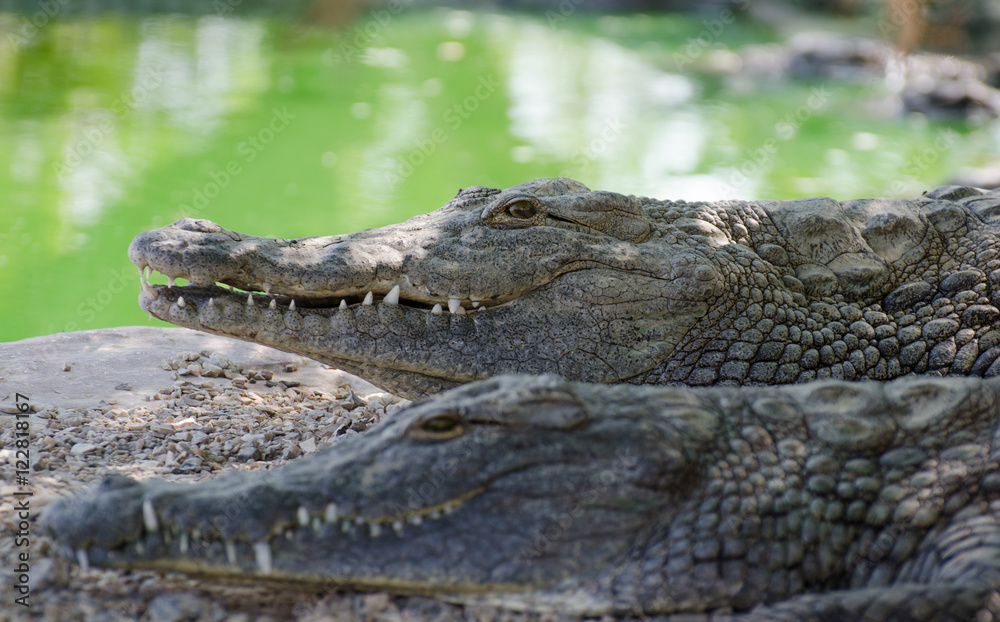 Obraz premium Nile Crocodile Farm
