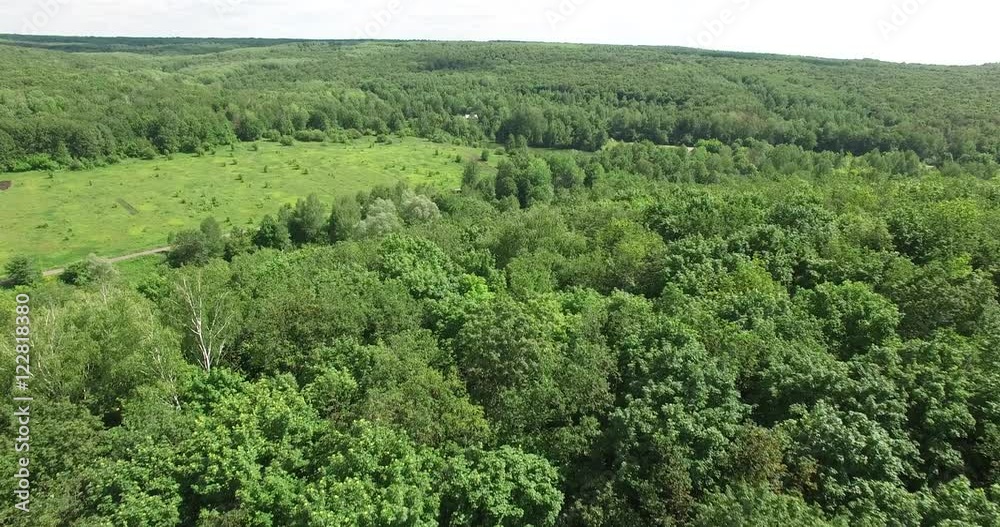 beautiful forest