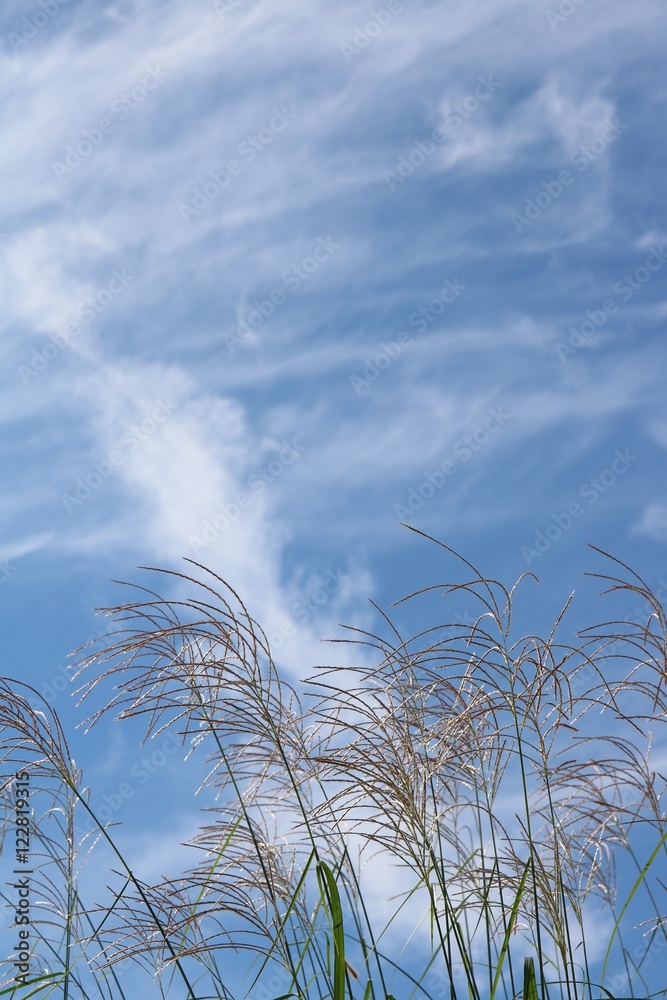 秋晴れの空と雲とすすき 秋晴れの空と雲とすすき