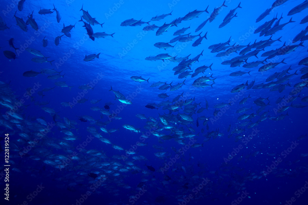 Fototapeta premium Bigeye trevally