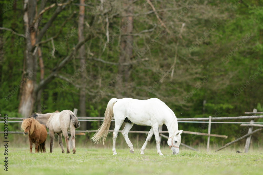 horse horse