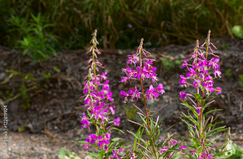 Northern Fireweed plant