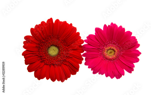 gerbera flower