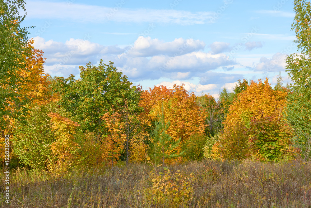 Scenic autumn landscape with colourful trees, grass and other ve