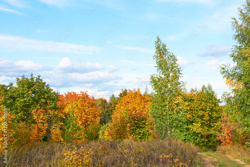 Scenic autumn landscape with colourful trees, grass and other ve Scenic autumn landscape with colourful trees, grass and other ve