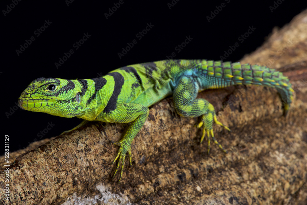 Fototapeta premium green thornytail iguana, Uracentron azureum, 