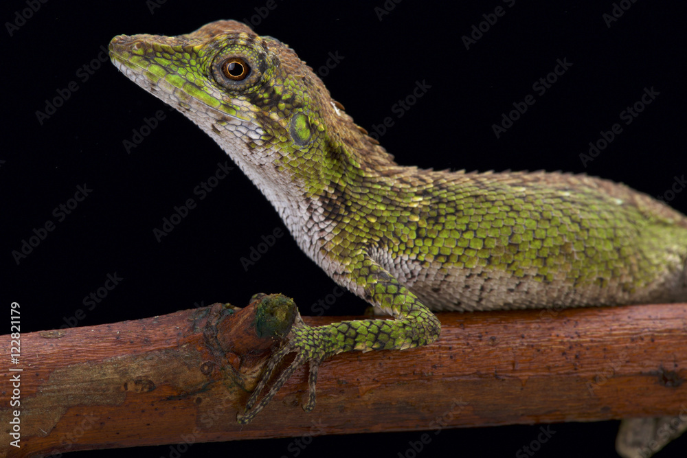 Fototapeta premium Indonesian false bloodsucker,Pseudocalotes tympanistriga