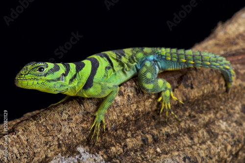 green thornytail iguana, Uracentron azureum,  photo