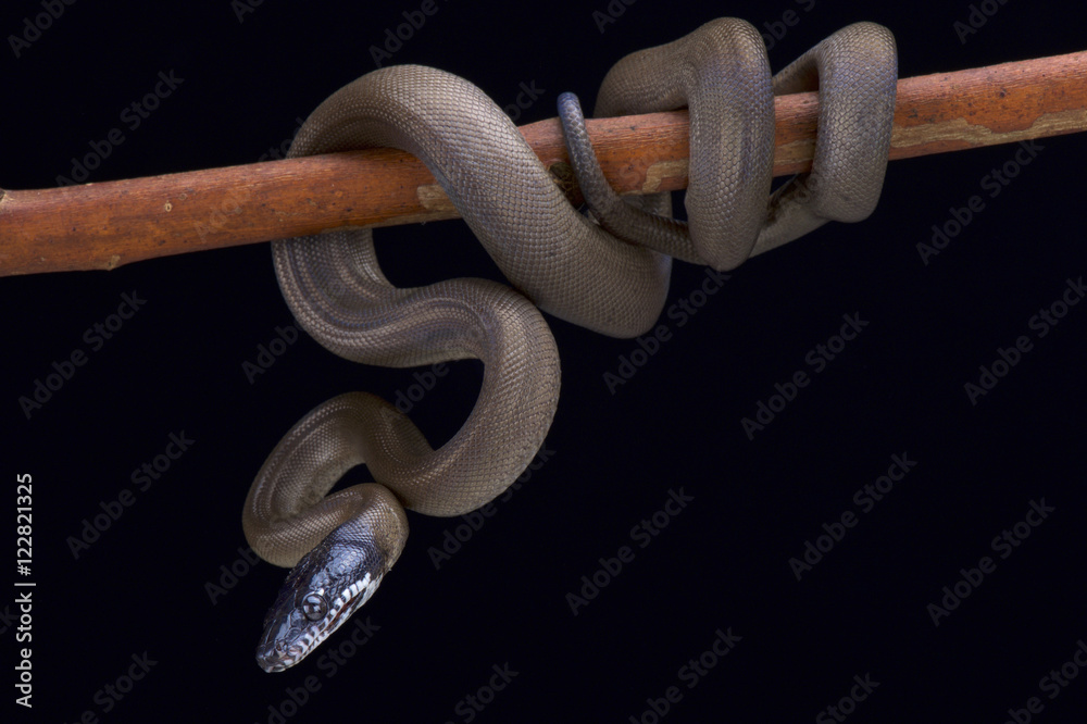 Obraz premium White lipped python,Bothrochilus albertissi , 