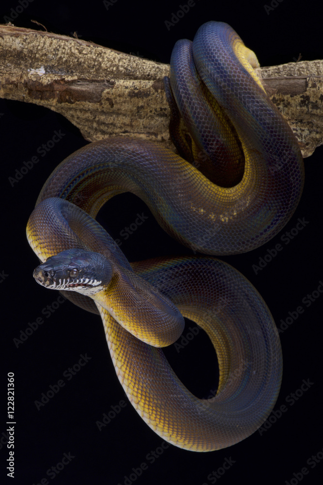 Naklejka premium White lipped python,Bothrochilus albertissi , 