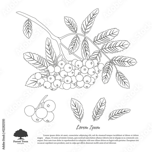 Outline drawing of branch of rowan on a white background. Autumn