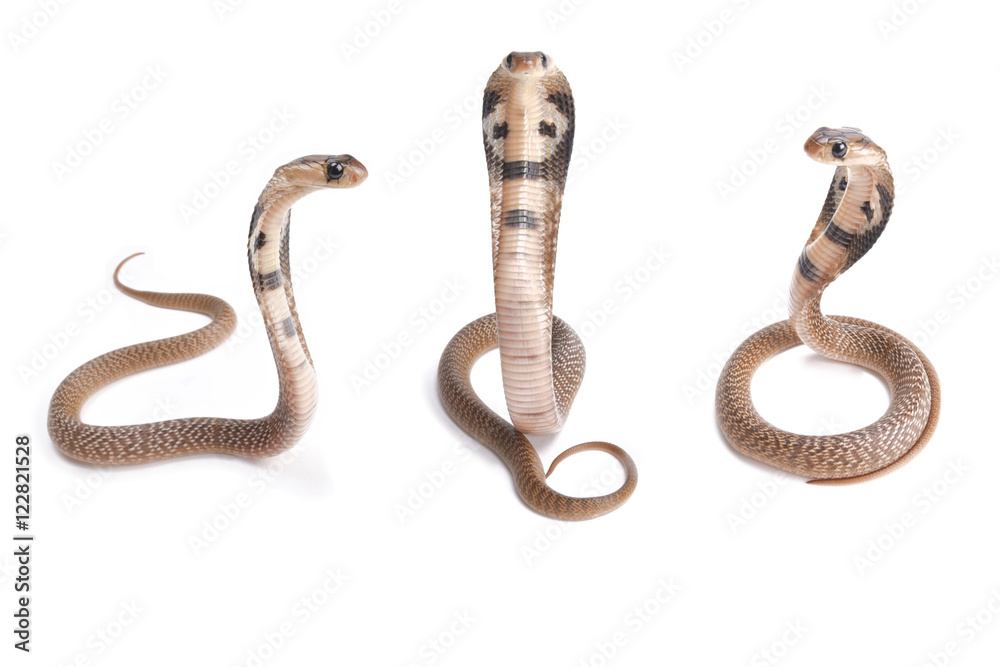Fototapeta premium Indian cobra, Naja naja, babies