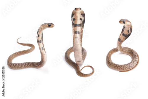 Indian cobra, Naja naja, babies