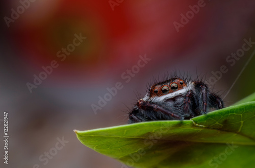 Close up Jumping spider on green leaf