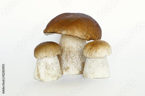 White mushrooms (lat. Boletus edulis), on a white background