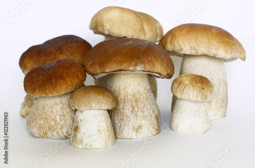 White mushrooms (lat. Boletus edulis), on a white background