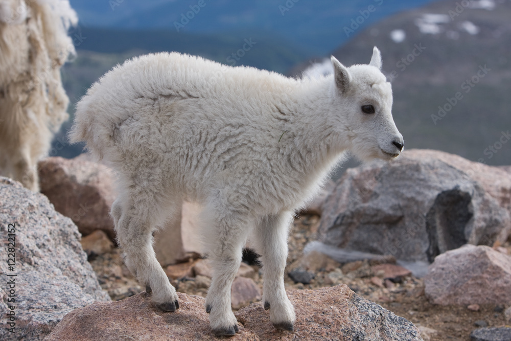 Baby Mountain Goat Baby Mountain Goat