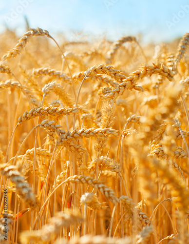 Field of wheat close-up