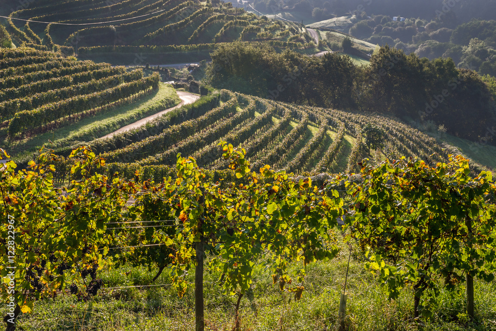 Vineyards of Talaimendi in Zarautz, Basque Country (Spain)