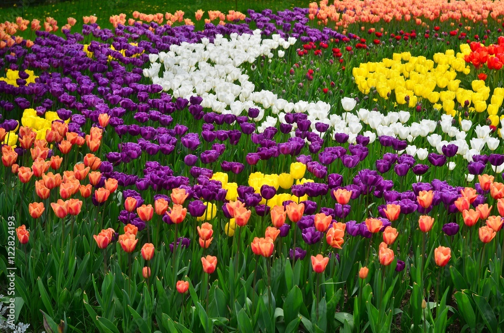 Field of colorful tulips Field of colorful tulips