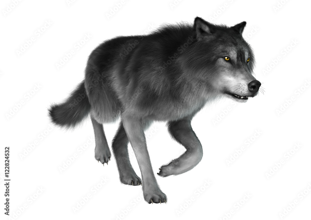 Fototapeta premium 3D Rendering Gray Wolf on White