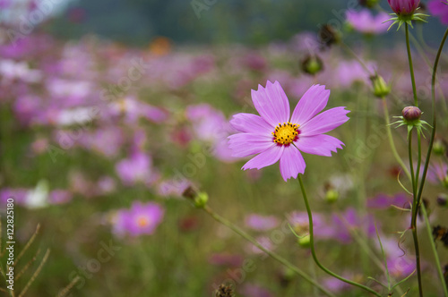 The blossoming galsang flowers closeup in garden
