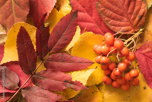 色とりどりの落ち葉、秋のイメージ 