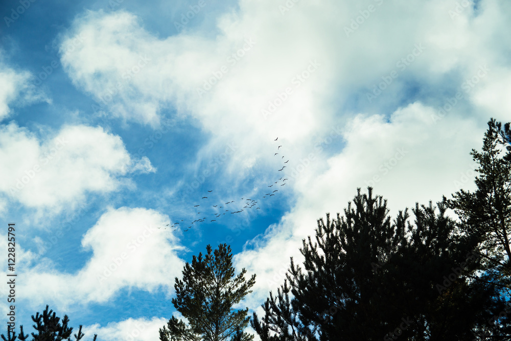 Birds flying to the warm countries Birds flying to the warm countries