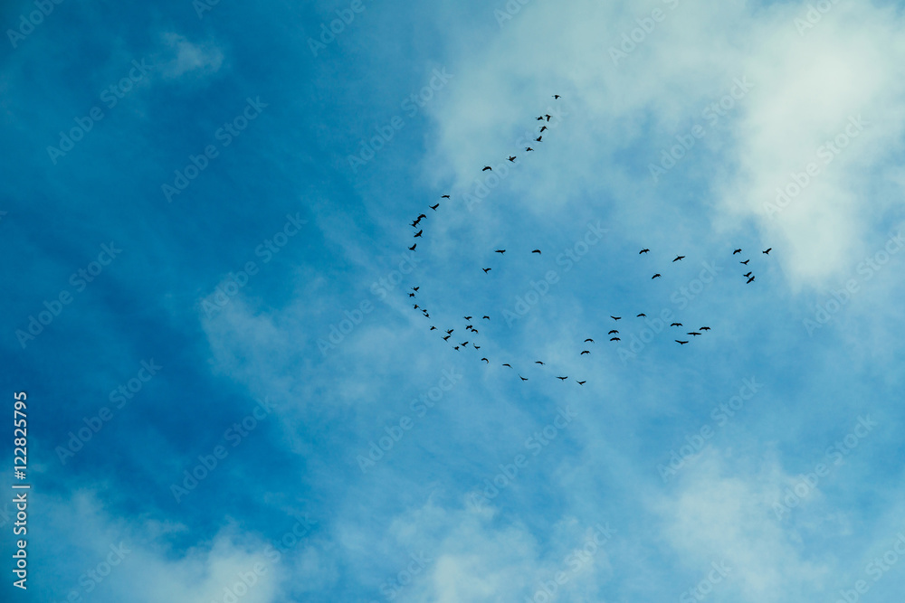 Birds flying to the warm countries Birds flying to the warm countries