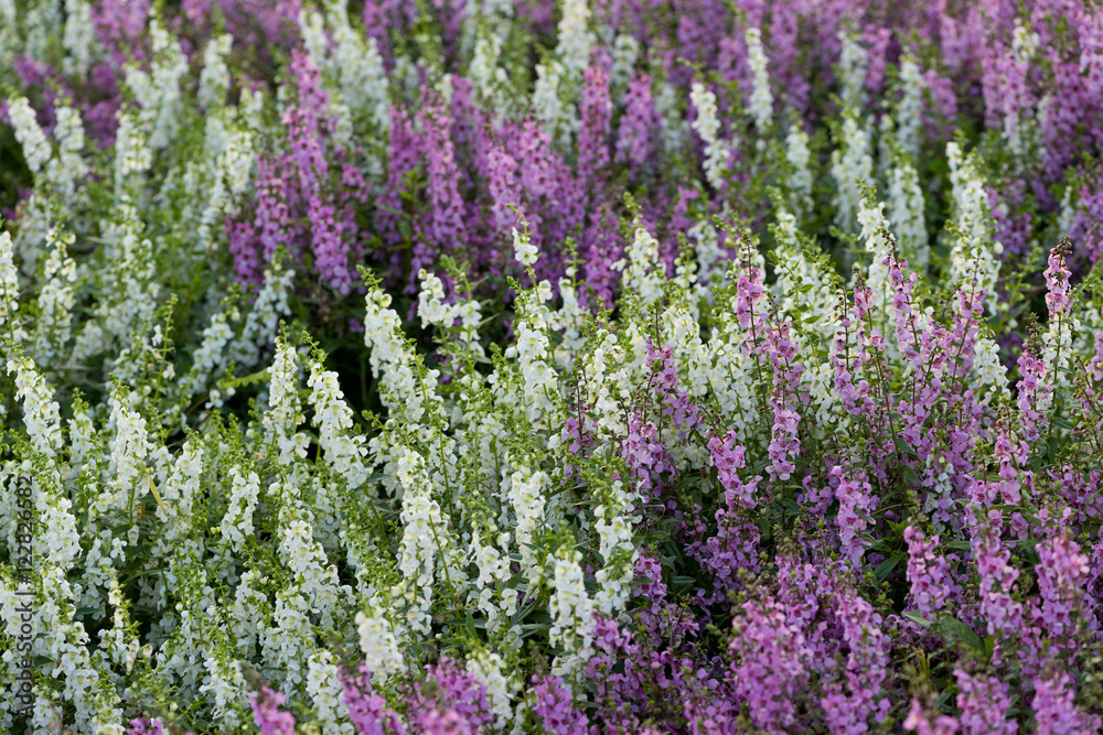 Obraz premium Delphinium,Candle Delphinium,many beautiful purple and blue flow