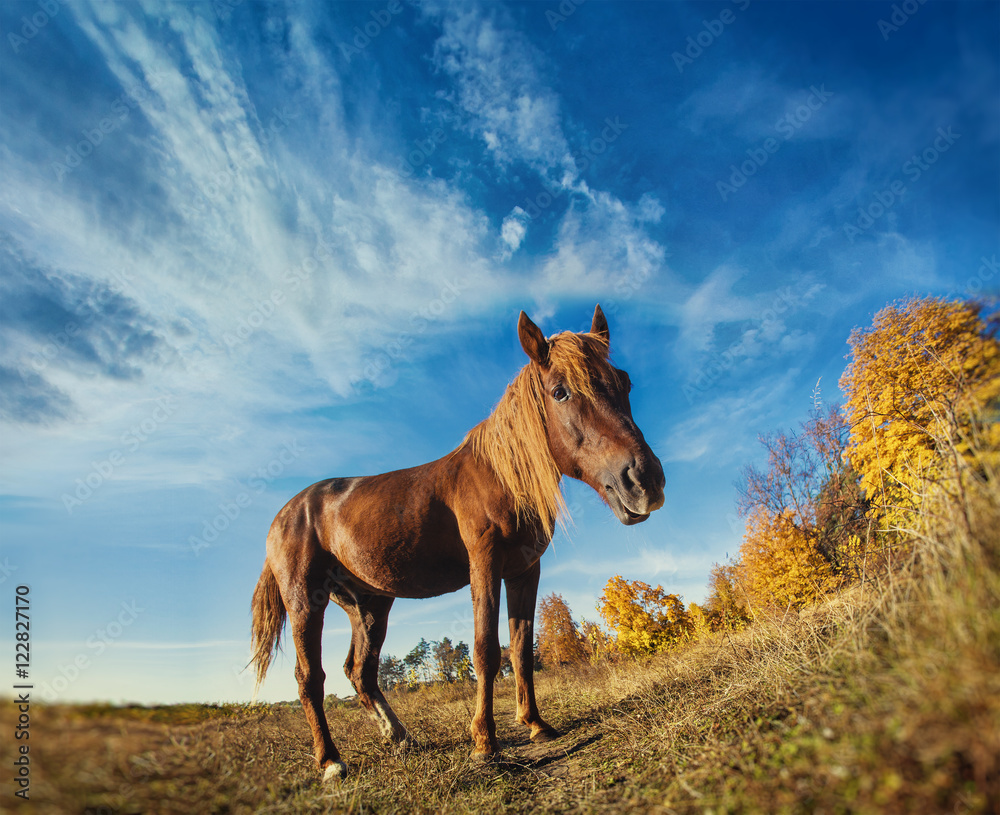 horse grazing on a sunny meadow horse grazing on a sunny meadow