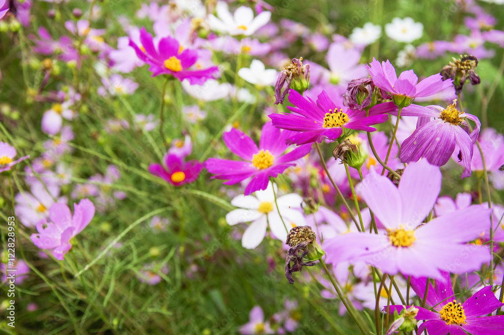 The blossoming galsang flowers closeup in garden
The blossoming galsang flowers closeup in garden