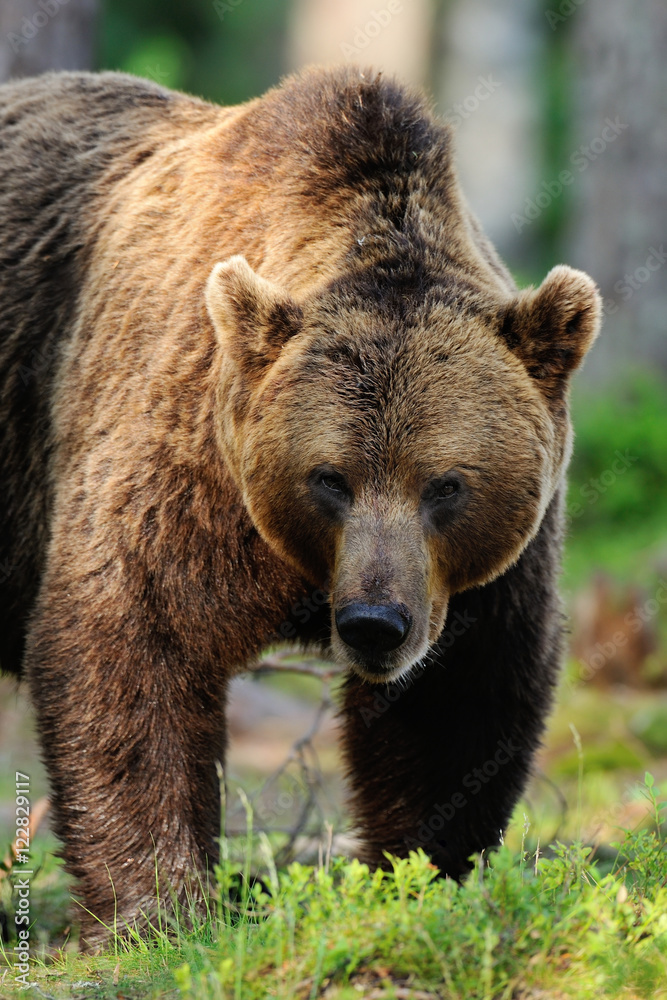 brown bear portrait. male brown bear