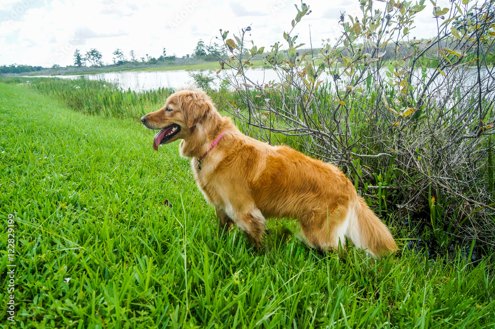 golden retriever in a grassy swamp environment