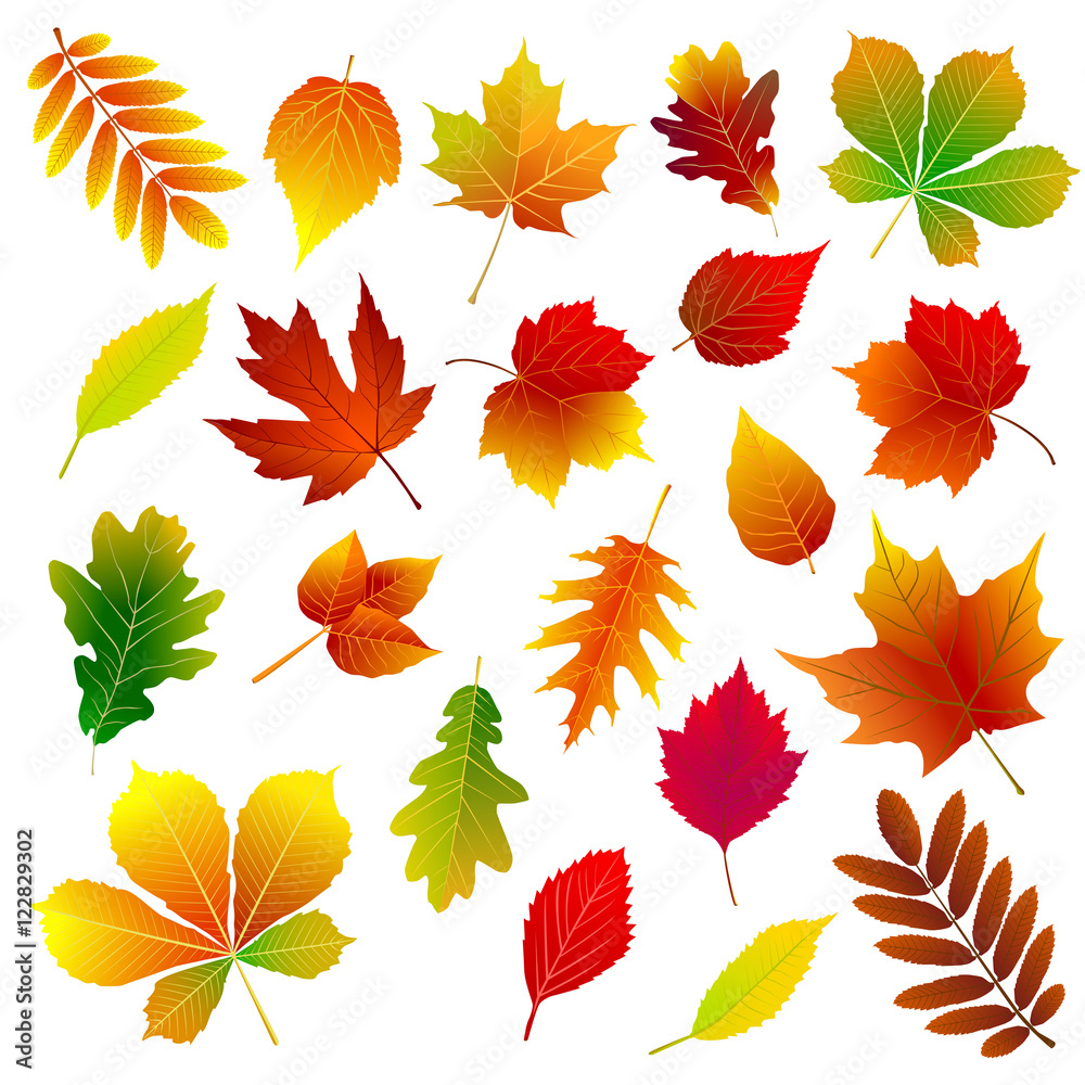 Autumn leaves . Set of different autumn leaves on a white background. 
