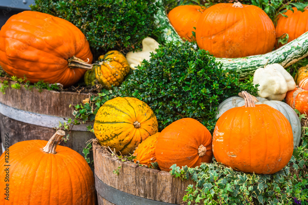 Obraz premium Pumpkins