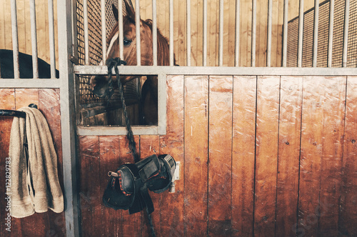 Horse in stall with tack